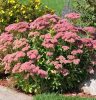 Pompás varjúháj – Sedum spectabile 'Key of Heaven'