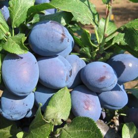 Cacanska lepotica szilva - KONTÉNERES