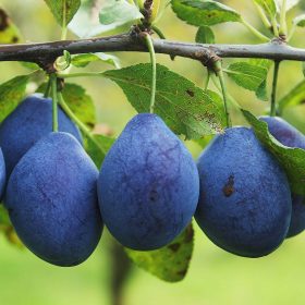 Cacanska rana szilva - szabadgyökerű