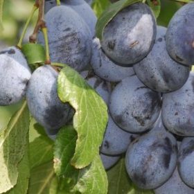 Debreceni muskotály szilva - KONTÉNERES