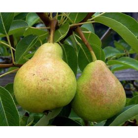 Vilmos körte - szabadgyökerű