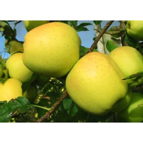 Golden Delicious alma
