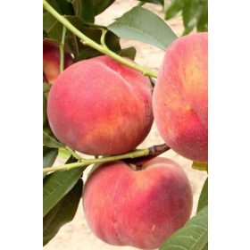 Michelini őszibarack - szabadgyökerű