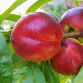 Weinberger kopasz őszibarack - szabadgyökerű