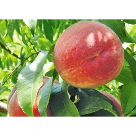 Redhaven őszibarack - szabadgyökerű