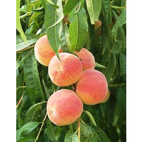 Suncrest őszibarack - szabadgyökerű