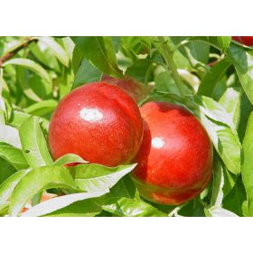 Caldesi 2000 kopasz őszibarack - szabadgyökerű