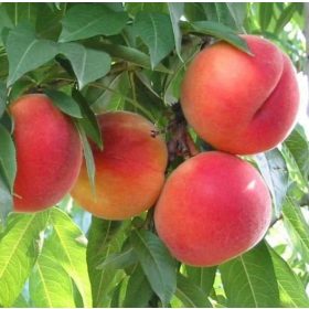 Springcrest őszibarack - szabadgyökerű