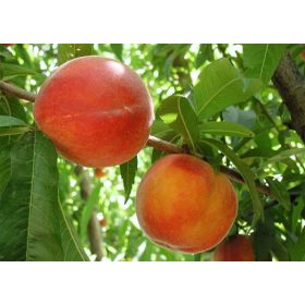 Nektár H őszibarack - szabadgyökerű