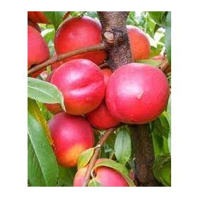 Andosa kopasz őszibarack - szabadgyökerű