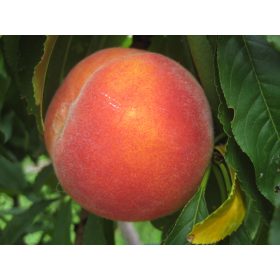 Cresthaven őszibarack - szabadgyökerű