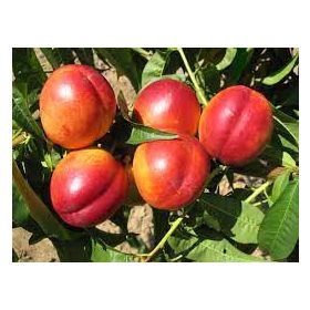 Flavortop kopasz őszibarack - szabadgyökerű