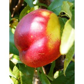 Vénusz kopasz őszibarack - szabadgyökerű