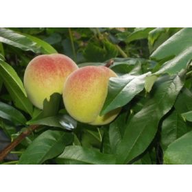 Mariska őszibarack - szabadgyökerű