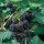 Tüskétlen feketeszeder - Rubus fruticosus 'Thornfree' - szabadgyökerű