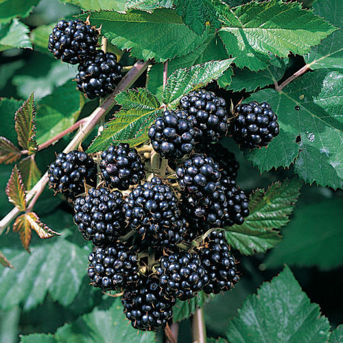 Tüskétlen feketeszeder - Rubus fruticosus 'Thornfree' - szabadgyökerű