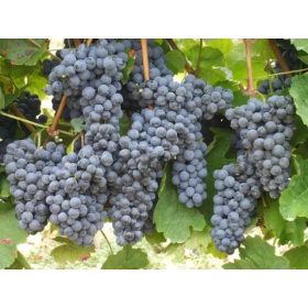 Othelló R vörös csemegeszőlő - szabadgyökerű