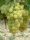 Csabagyöngye fehér csemegeszőlő - szabadgyökerű