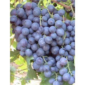 Hamburgi muskotály vörös csemegeszőlő - szabadgyökerű