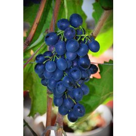 Moldova vörös csemegeszőlő - szabadgyökerű