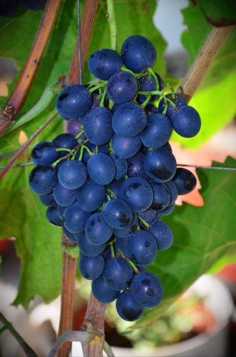 Moldova vörös csemegeszőlő - szabadgyökerű