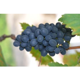 Néró vörös csemegeszőlő - szabadgyökerű