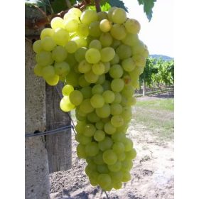 Pannónia kincse fehér csemegeszőlő - szabadgyökerű