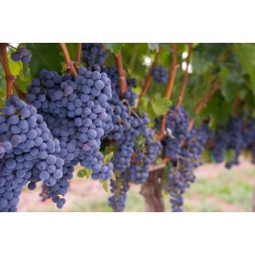 Merlot vörös csemegeszőlő - szabadgyökerű