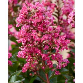   Törpe selyemmirtusz - Lagerstroemia 'Berry Dazzle'