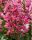 Törpe selyemmirtusz - Lagerstroemia 'Berry Dazzle'