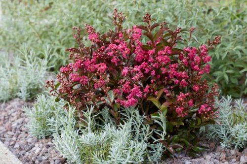 Törpe selyemmirtusz - Lagerstroemia 'Berry Dazzle'