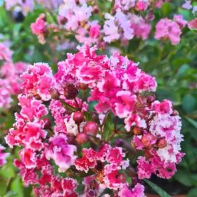 Selyemmirtusz - Lagerstroemia 'Berlingot Menthe'
