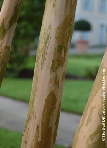 Selyemmirtusz - Lagerstroemia 'Berlingot Menthe'