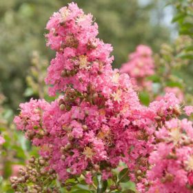 Selyemmirtusz - Lagerstroemia 'Comanche'