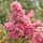 Selyemmirtusz - Lagerstroemia 'Comanche'