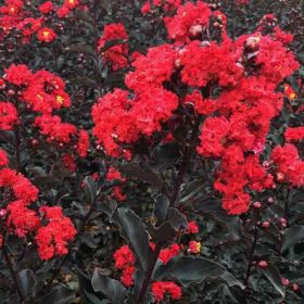 Selyemmirtusz - Lagerstroemia 'Ebony Flame'
