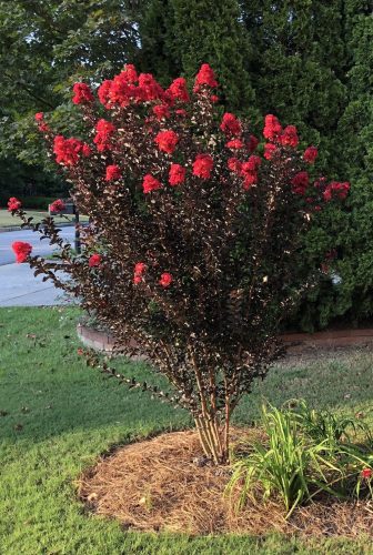 Selyemmirtusz - Lagerstroemia 'Ebony Flame'