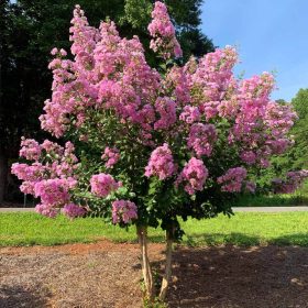 Selyemmirtusz - Lagerstroemia 'Hopi'