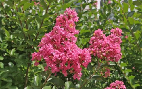 Selyemmirtusz 'Hopi' fajta - Lagerstroemia 'Hopi'