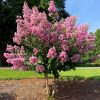Selyemmirtusz 'Hopi' fajta - Lagerstroemia 'Hopi'