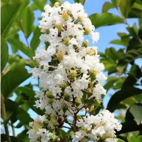 Selyemmirtusz - Lagerstroemia 'Natchez'