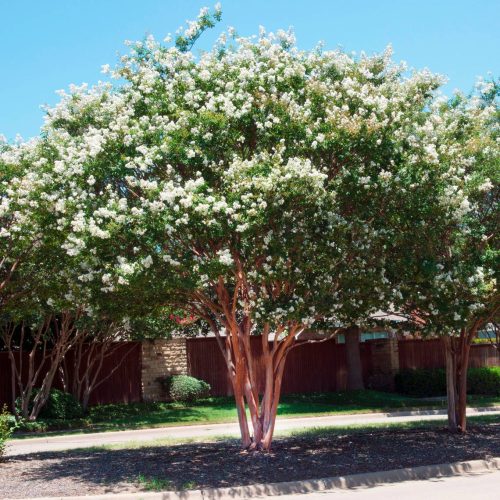 Selyemmirtusz - Lagerstroemia 'Natchez'