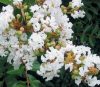 Selyemmirtusz 'Nivea' fajta - Lagerstroemia 'Nivea'