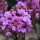 Selyemmirtusz  - Lagerstroemia 'Petite Orchid'