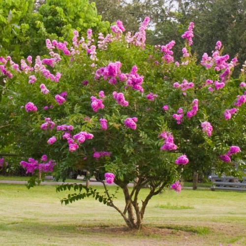 Selyemmirtusz  - Lagerstroemia 'Petite Orchid'