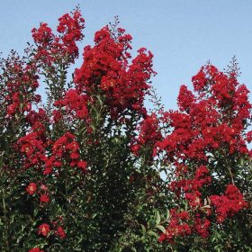Selyemmirtusz - Lagerstroemia 'Red Rocket'