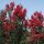 Selyemmirtusz - Lagerstroemia 'Red Rocket'