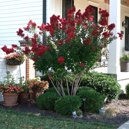Selyemmirtusz - Lagerstroemia 'Red Rocket'