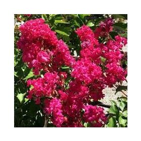 Selyemmirtusz - Lagerstroemia 'Tonto'