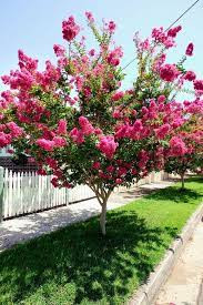 Selyemmirtusz - Lagerstroemia 'Tonto'